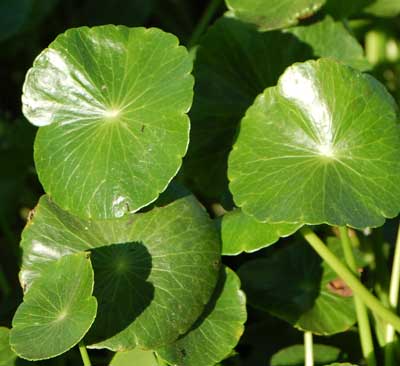 Whorled Pennywort, Hydrocotyle verticillata, growing in Maricopa Co., Arizona. Photo © by Michael Plagens