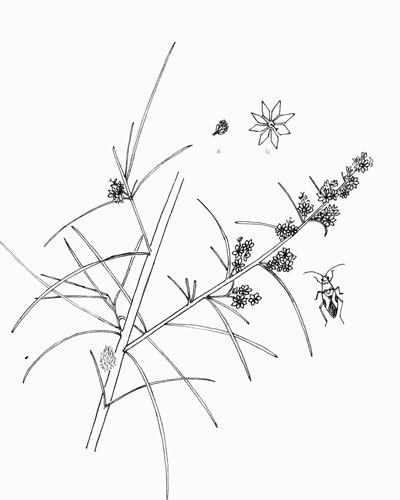 Burrobrush, Hymenoclea salsola, Pen & Ink by Michael Plagens