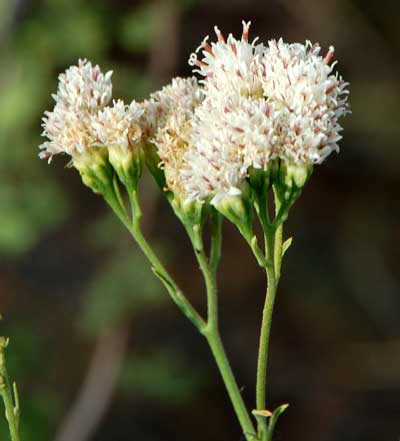 Hymenothrix wrightii inflorescences photo © Michael Plagens