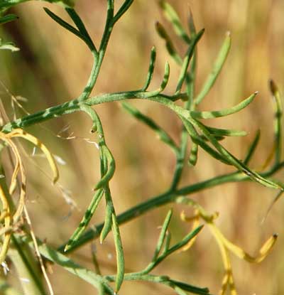 Leaves of Hymenothrix wrightii © Michael Plagens