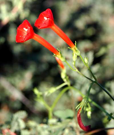 Ipomoea cristulata photo © by Michael Plagens