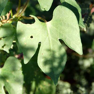 Ipomoea cristulata photo © by Michael Plagens