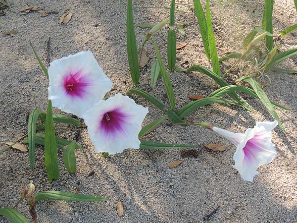 Pinkthroat Morning-glory, Ipomoea longifolia, © by Michael Plagens