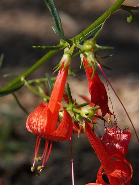 Ipomopsis aggregata photo © by Mike Plagens