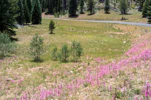 roadside patch of skyrockets at North Rim of Grand Canyon