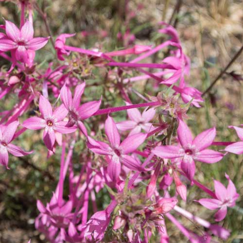 Slender-tube Skyrocket, Ipomopsis tenuituba, photo © by Allan Ostling