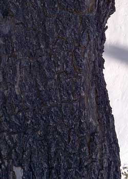 fissured and scaled bark of jacaranda is dark gray