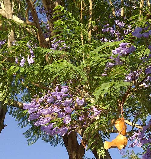 photo of jacaranda in urban planting © by Michael Plagens. Click for detail Information