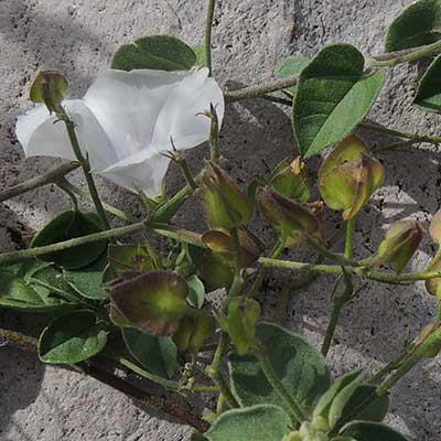 Wild Dwarf Morning-glory, Evolvulus arizonicus, photo © by Michael Plagens