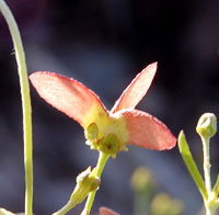 Janusia gracilis seeds