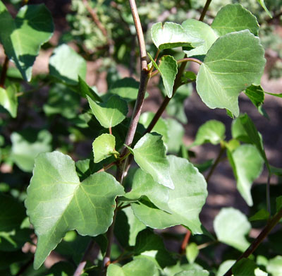 Jatropha cardiophylla photo © by Michael Plagens