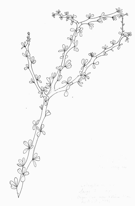 Jatropha cuneata Pen & Ink © by Michael Plagens