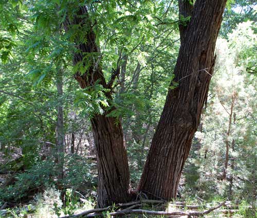 Arizona Walnut photo © by Michael Plagens