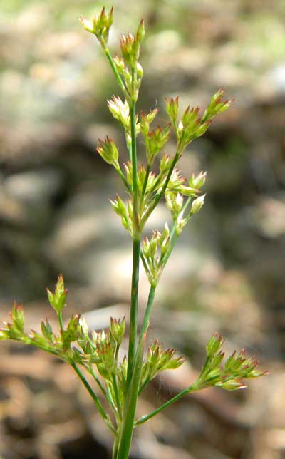 Iris-leaf Rush, Juncus xiphioides, photo © by Michael Plagens