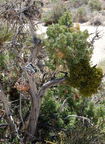 Juniperus californica photo © by Michael Plagens
