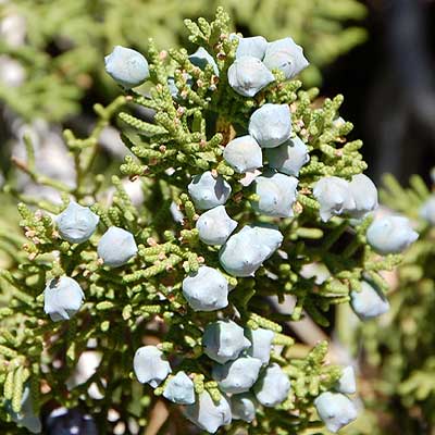 Juniperus californica photo © by Michael Plagens