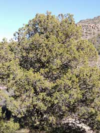 Red-berry Juniper, Juniperus coahuilensis, photo © by Michael Plagens