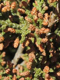 Red-berry Juniper, Juniperus coahuilensis, photo © by Michael Plagens