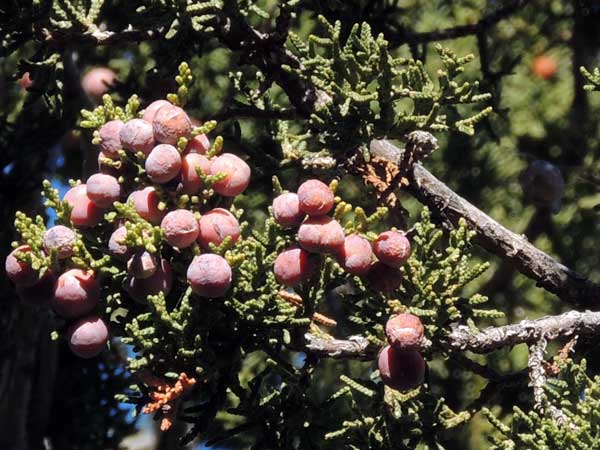 Red-berry Juniper, Juniperus coahuilensis, photo © by Michael Plagens