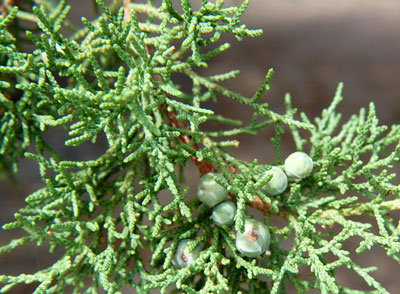 Utah Juniper, Juniperus osteosperma, cones and foliage photo © by Michael Plagens