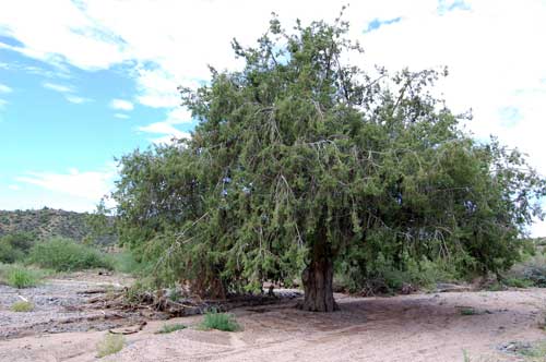 Juniperus osteosperma photo © by Michael Plagens