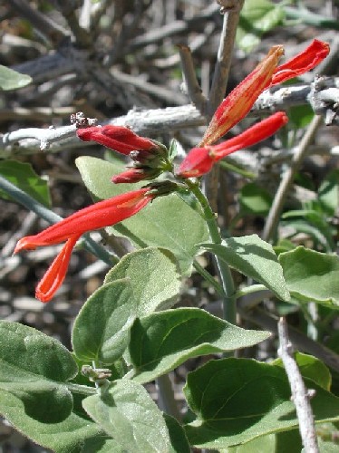 Flowers of Justicia californicum Photo © by Michael J. Plagens