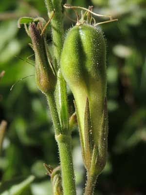 maturing fruit of Justicia californicum Photo © by Michael J. Plagens