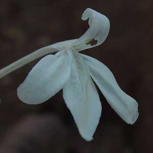 Justicia longii, close-up of flower, Photo © by Michael J. Plagens