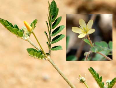 Kallstroemia californica photo by Michael Plagens