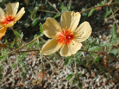 Kallstroemia grandiflora, photo by Michael Plagens