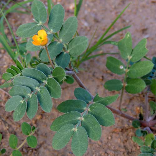 Kallstroemia parviflora photo by Michael Plagens