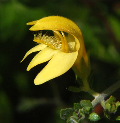 Keckiella flower photo © Mike Plagens