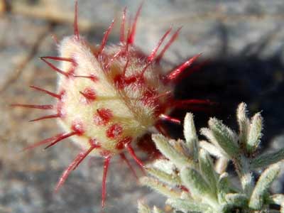 fruit of Krameria erecta