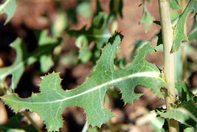 Prickly Lettuce, Lactuca serriola, photo © by Michael Plagens