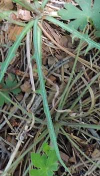 Grass-leaf Lettuce, Lactuca graminifolia, photo © by Mike Plagens