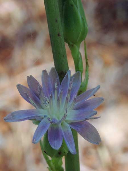 Grass-leaf Lettuce, Lactuca graminifolia, photo © by Mike Plagens