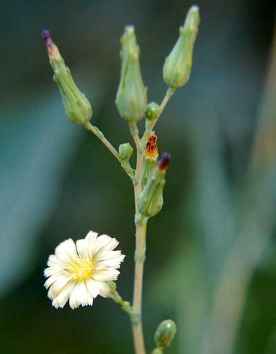 Prickly Lettuce, Lactuca serriola, photo © by Michael Plagens