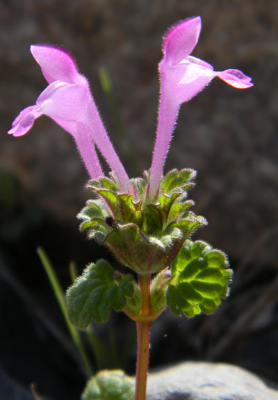 Henbit, Lamium amplexicaule, © by Michael Plagens