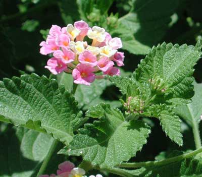 wild type lantana growing as voluteer in Phoenix, Arizona