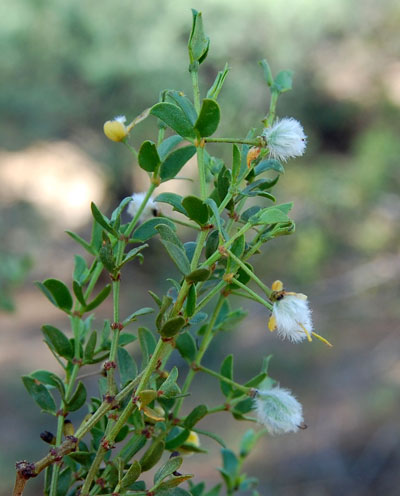 Fruit of Larrea tridentata photo © by Michael Plagens