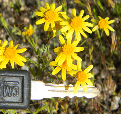 Desert Goldfields, Lasthenia californica, photo © by Michael Plagens