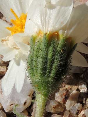 Layia glandulosa, photo © by Michael Plagens