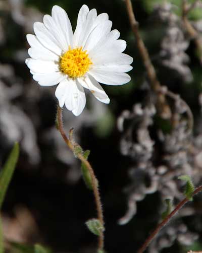 Layia glandulosa, photo © by Michael Plagens