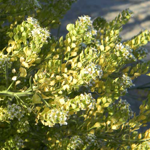 Desert Peppergrass, Lepidium fremontii, photo by Michael Plagens