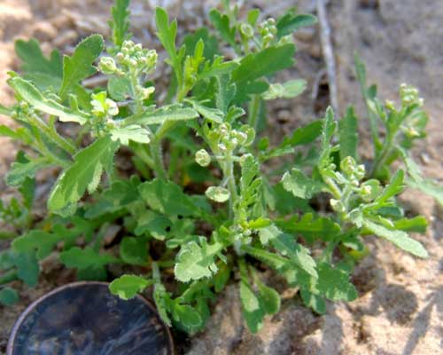 peppergrass, Lepidium lasiocarpum, © by Michael Plagens