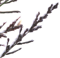 spikelets of sprangletop, Leptochloa panicea