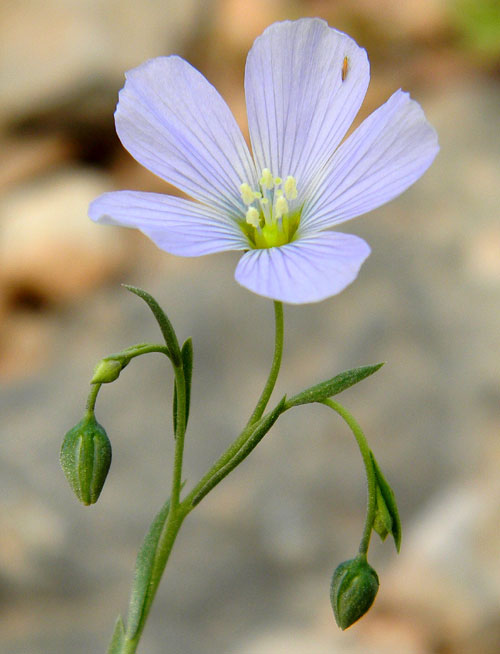 Lewis Flax, Linum lewisii, photo © by Michael Plagens