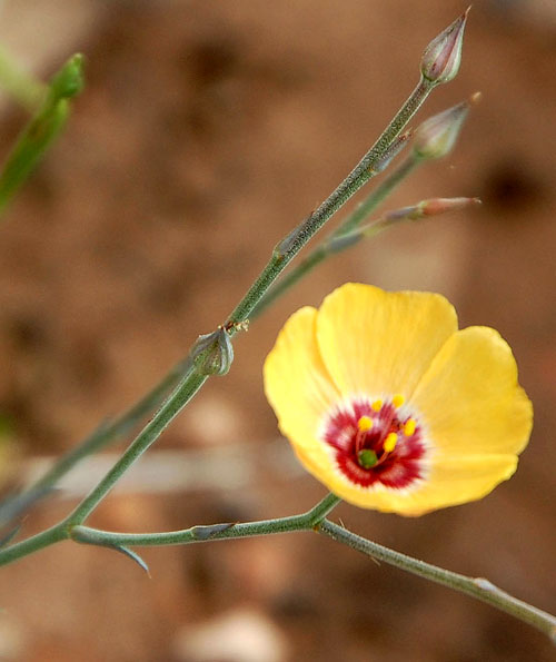 Plains Flax, Linum puberulum, © by Michael Plagens