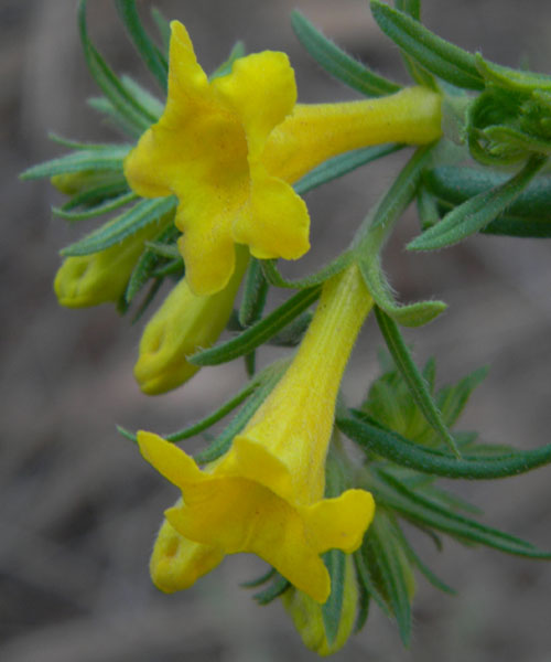 Dwarf Four O'Clock, Mirabilis pumila, photo © by Mike Plagens