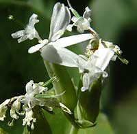 White Honeysuckle, leaf detail, Lonicera albiflora, © by Michael Plagens